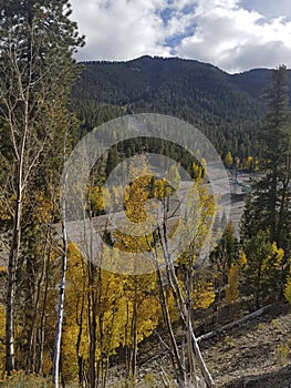 a deep forest with cloud
