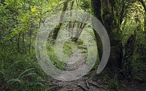 Deep Forest in Fraga do Eume,  Spain