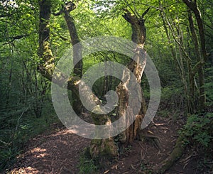 Deep Forest in Fraga do Eume, Spain