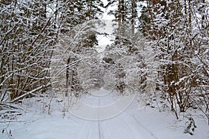 Deep forest in the frost. Russian winter landscape with road. Snow covered trees
