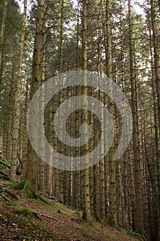 A deep forest hidden in the highlands of Scotland.