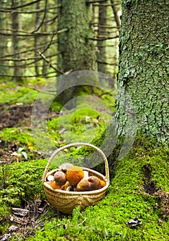 Deep forest and mushrooms basket