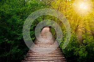 Deep forest pathway in the sunshine