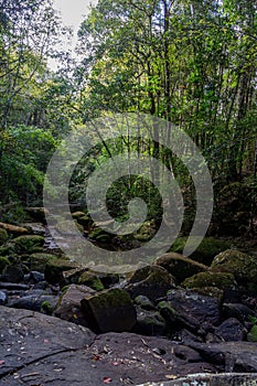 Deep forest At Phu Kradueng National Park