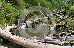 Deep forest river landscape