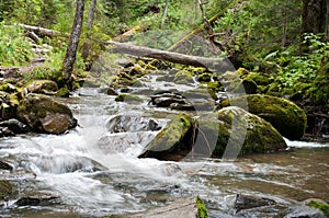 Deep forest river landscape
