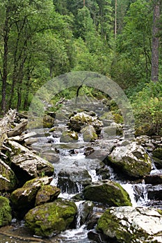 Deep forest river landscape