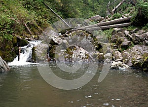 Deep forest river landscape
