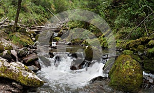 Deep forest river landscape