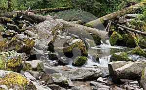 Deep forest river landscape