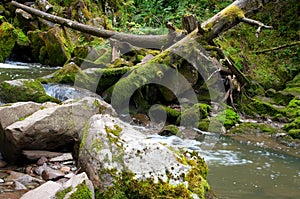 Deep forest river landscape