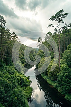 Deep forest river landscape