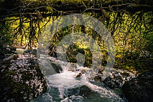 Deep forest and river wild nature Landscape