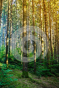 Deep forest with soft sun rays