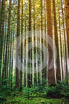 Deep forest with soft sun rays