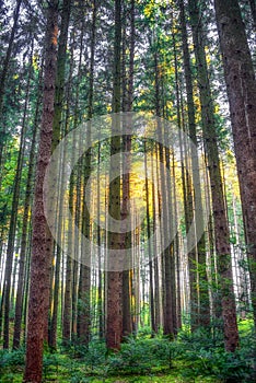 Deep forest with soft sun rays