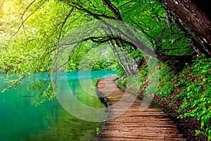 Deep forest stream with crystal clear water in the sunshine