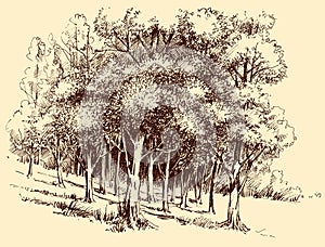 Deep forest in the sun hand drawing