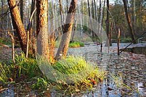 Deep forest with water photo