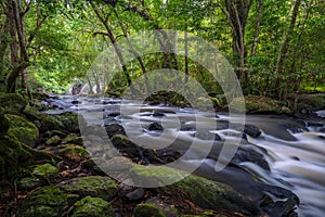 Deep forest waterfall