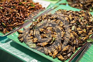 Deep fried crickets selling at the Bangkok night market.