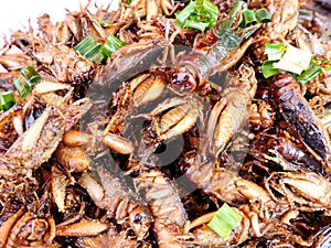 Deep fried insects and bugs