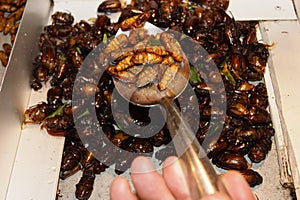 Deep fried insects and bugs in Thailand