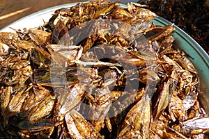 Deep fried insects