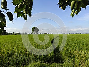 Deep green field with a cute bent way