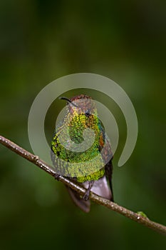 Deep green forest bird. Coppery-headed emerald, Microchera cupreiceps, small hummingbird Endemic in Costa Rica. Tinny bird in the