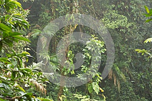 Deep green Jungle - Monteverde Costa rica