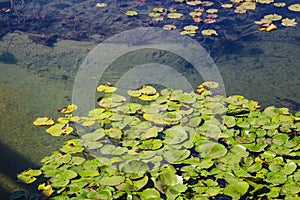 Deep green lily pads floating on to of lush green lake water