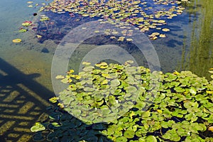 Deep green lily pads floating on to of lush green lake water