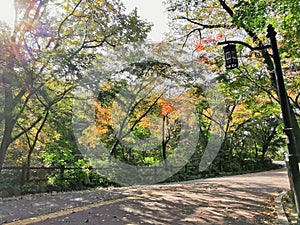 Deep green lush colourful foliage forest with small road walkway in the morning in Seoul, South Korea