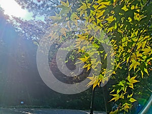 Deep green lush colourful foliage forest with small road walkway in the morning in Seoul, South Korea and sunny light ray