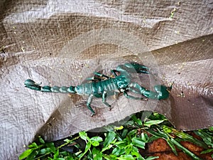 Deep green scorpion on camping tent in Thailand Nation Park