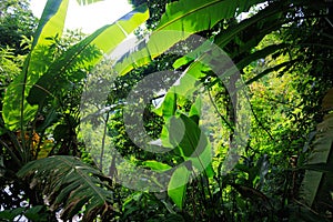 Deep green and wet jungle in northern Thailand