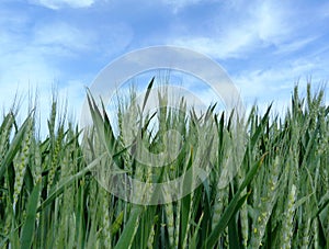 Deep green wheat field in closeup view. crop ears, green stems and leaves. blue sky and clouds in the background.