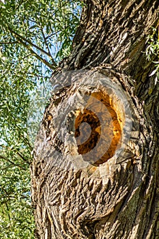 Deep hollow knothole  in a tree