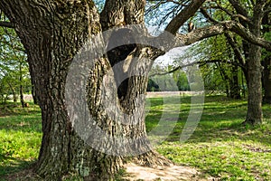 Deep hollow in the trunk of the ancient oak tree in early spring.