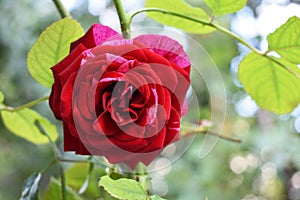 Deep Impression rose