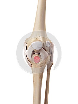 The deep infrapatellar bursa