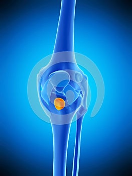 The deep infrapatellar bursa