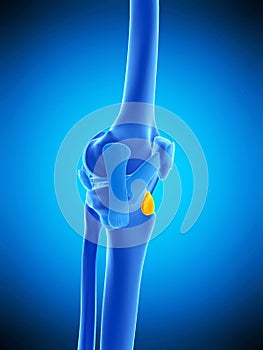 The deep infrapatellar bursa
