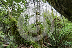 Deep inside Tasmanian Rainforests , Green Vegetation