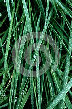 Deep intense green colour background. Lush dark green grass with silvery raindrops