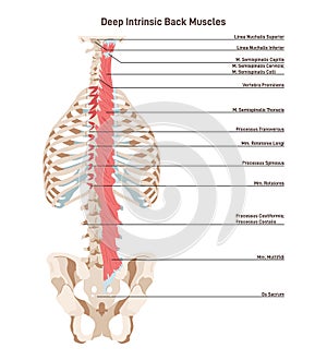 Deep intrinsic back muscles, transversospinalis. Backbone muscular