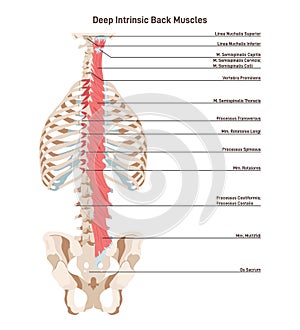 Deep intrinsic back muscles, transversospinalis. Backbone muscular photo