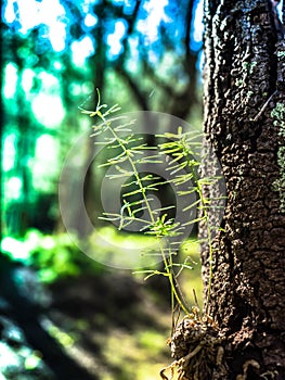 In deep jungle and forest tree