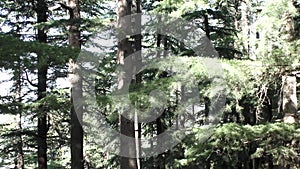 Deep jungle at mountain and Tall Pine Trees at Naldehra Shimla Himachal Pradesh